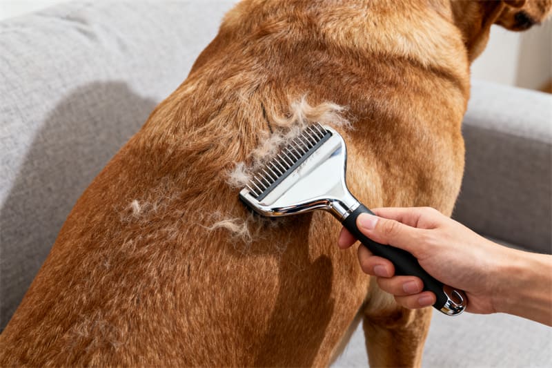 20 Best-Selling dog Products
