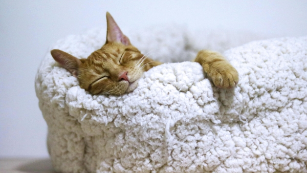 Pet Products and Accessories