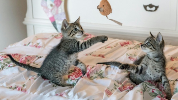 Choose Pet Toy Manufacturers in China